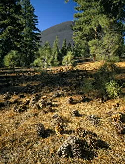 Images Dated 4th April 2008: LASSEN VOLCANIC NATIONAL PARK, CALIFORNIA. USA. Cinder Cone & Jeffrey pine cones