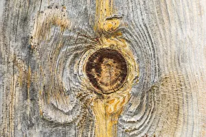 Images Dated 26th July 2021: Latah, Washington State, USA. Knot in weathered wood on an old barn