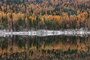 Swan Valley Prints: Late autumn larch reflects into Salmon Lake in the Lolo National Forest, Montana, USA