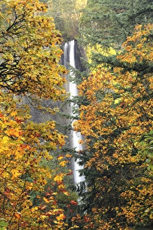 Hidden Prints: Latourell Falls in Autumn, Columbia Gorge, Oregon, USA