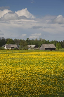Images Dated 16th May 2010: Latvia, Northeastern Latvia, Vidzeme Region, Smiltene, field of yellow mustard flowers