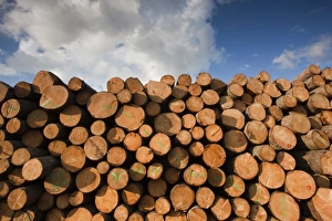 Images Dated 16th May 2010: Latvia, Northeastern Latvia, Vidzeme Region, Gauja National Park, Dikli, freshly