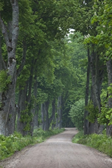 Images Dated 2nd June 2010: Latvia, Western Latvia, Kurzeme Region, Sabile, country road