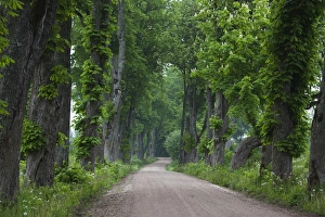 Baltic Prints: Latvia, Western Latvia, Kurzeme Region, Sabile, country road