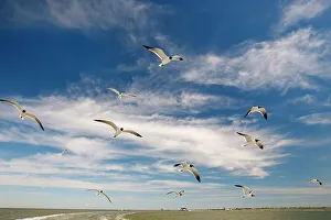 Hungry Prints: Laughing gull following the Bolivar Ferry, Galveston Island, Texas
