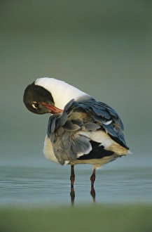 Sea Bird Prints: Laughing Gull, Larus atricilla, adult preening, Welder Wildlife Refuge, Sinton, Texas