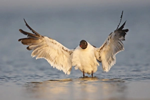 Bathing Prints: Laughing Gull (Larus atricilla) bathing in Laguna Madre, Texas