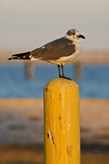 Aransas County Prints: Laughing Gull (Larus atricilla) resting on piling, Fulton, Texas