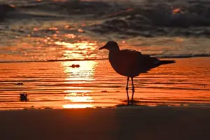 Salt Water Prints: Laughing Gull (Larus atricilla) silhouetted against the sunrise on South Padre Island