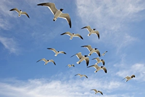 Images Dated 9th April 2010: Laughing Gulls (Larus atricilla) following ferry boat across Galveston Bay, Texas