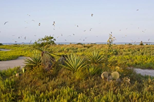 Nesting Prints: Laughing Gulls (Larus atricilla) hovering over Green Island Sanctuary, Texas