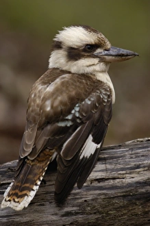 Images Dated 16th September 2006: Laughing kookaburra (Dacelo novaeguineae) North Stradbroke Island off Queensland coast