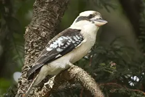 Giant Prints: Laughing Kookaburra ( Dacelo novaeguineae or Dacelo gigas ), Sydney, New South Wales