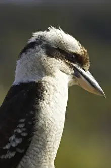 Images Dated 28th August 2008: Laughing Kookaburra ( Dacelo novaeguineae or Dacelo gigas )