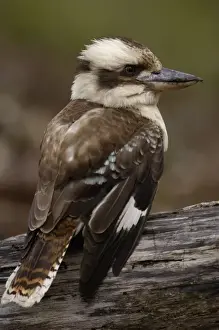 Images Dated 16th September 2006: Laughing kookaburra (Dacelo novaeguineae) North Stradbroke Island off Queensland coast