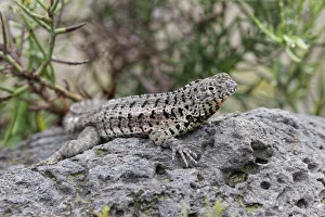 South America Prints: Lava lizard, San Cristobal Island, Galapagos Islands, Ecuador