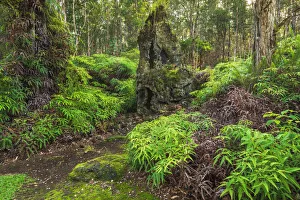 Unique Prints: Lava tree molds, Lava Tree State Monument, Big Island, Hawaii, USA
