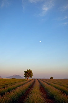 Images Dated 30th June 2004: Lavender, Alpes de Haute Provence, Provence, France