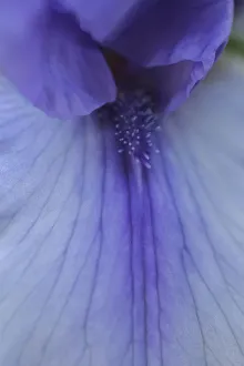 Lavender bearded iris