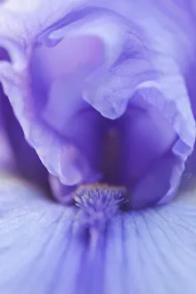 Lavender bearded iris