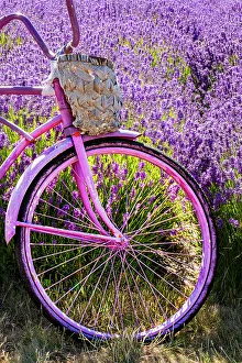 Bicycle Prints: Lavender and bicycle, Sequim, Washington State