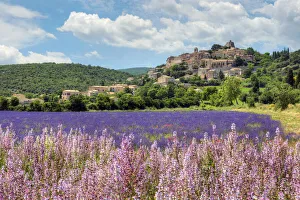 Sault Prints: Lavender bloom near Sault in the south of France