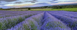 Sault Prints: Lavender bloom near Sault in the south of France panoramic