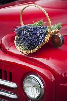 Brent Bergherm Prints: Lavender bunches rest on an old farm pickup truck