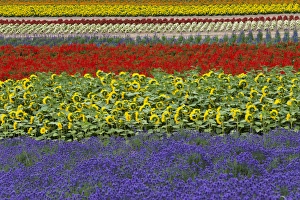 Images Dated 22nd July 2013: Lavender farm, Furano, Hokkaido Prefecture, Japan