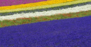 Images Dated 22nd July 2013: Lavender farm, Furano, Hokkaido Prefecture, Japan