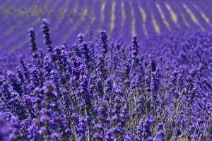 Images Dated 22nd July 2013: Lavender farm, Furano, Hokkaido Prefecture, Japan