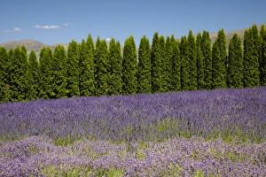 Images Dated 8th January 2011: Lavender Farm, near Cromwell, Central Otago, South Island, New Zealand