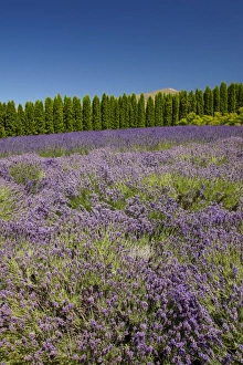 Central Otago Prints: Lavender Farm, near Cromwell, Central Otago, South Island, New Zealand
