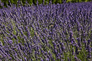 Images Dated 8th January 2011: Lavender Farm, near Cromwell, Central Otago, South Island, New Zealand