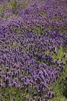 Images Dated 8th January 2011: Lavender Farm, near Cromwell, Central Otago, South Island, New Zealand