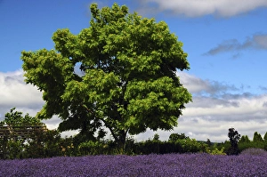 Oak Tree Prints: Lavender Festival; Willakenzie Lavender Farm; Yamhill; Oregon; USA