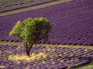 Fragrant Prints: Lavender field