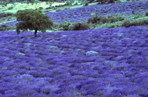 Scent Prints: Lavender field, almond tree, High Provance, France