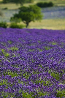 Perfume Prints: Lavender field in the Drome, Provence, France