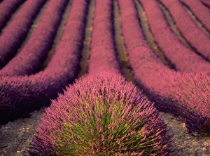 Fragrant Prints: Lavender field in High Provence, France