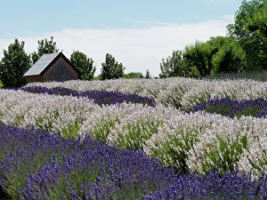 Herb Prints: Lavender fields near the town of Zillah