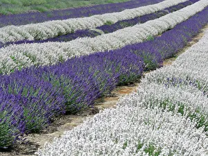 Herb Prints: Lavender fields near the town of Zillah