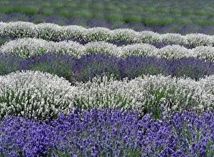 Herb Prints: Lavender fields near the town of Zillah