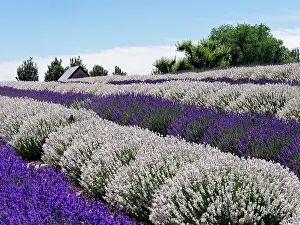 Herb Prints: Lavender fields near the town of Zillah in the Yakima Valley