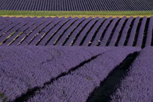 Michele Niles Prints: Lavender fields on Valensole Plain, Provence, Southern France