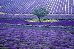 Lavender fields, Vence, Provence, France