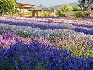 Lavender Prints: Lavender flowers in full bloom and gazebo at a lavender farm near Sequim, Washington State