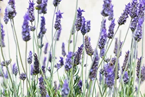Lavender Prints: Lavender flowers on a white background