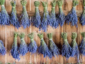 Hanging Prints: Lavender hanging in a shed to dry after picking at a lavender farm near Sequim