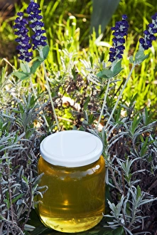 Lavender honey in jar and lavender plant